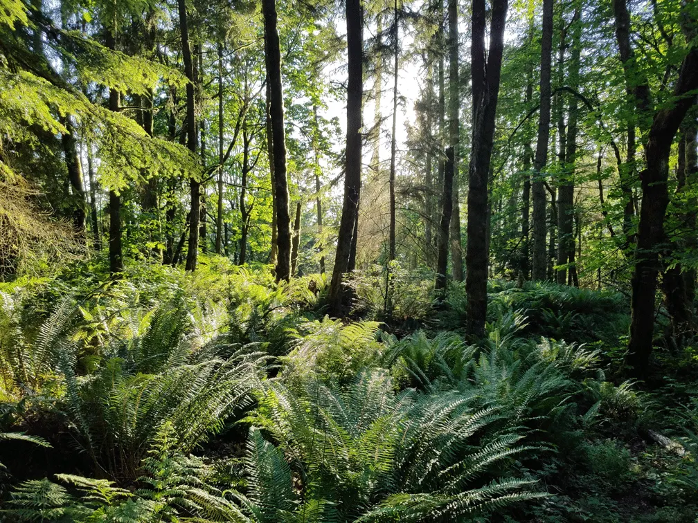 A forest