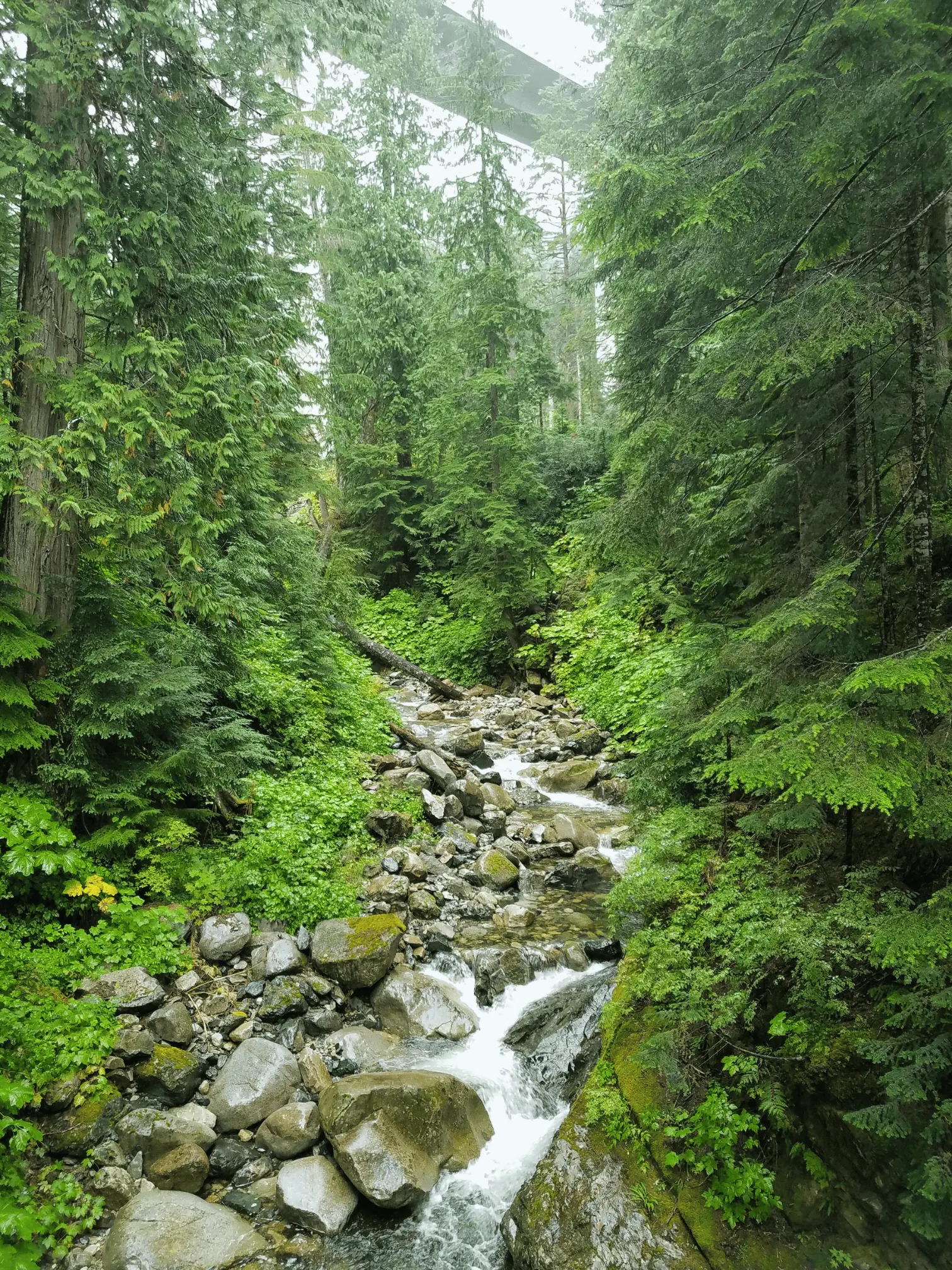 A quiet forest creek